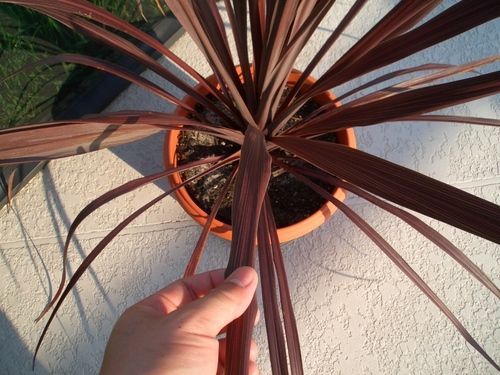 Cordyline New Red