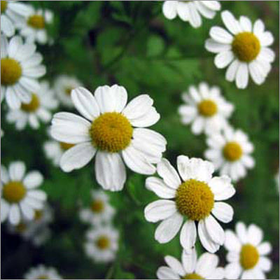 Chamomile Extract