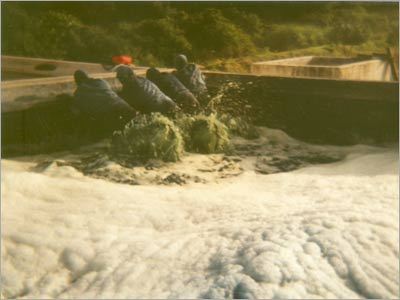 Indigo Natural Dyes