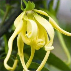 Ylang Essential Oil