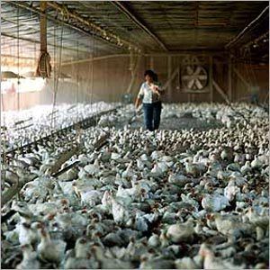 Chicken Poultry Farm By BHARAT COMMODITY MART