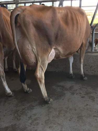 Pure Jersey Breed Cow