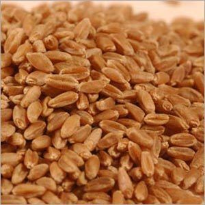 Organic Wheat Seeds - First Generation Hybrid Quality | Long Lasting Shelf Life, Premium Taste