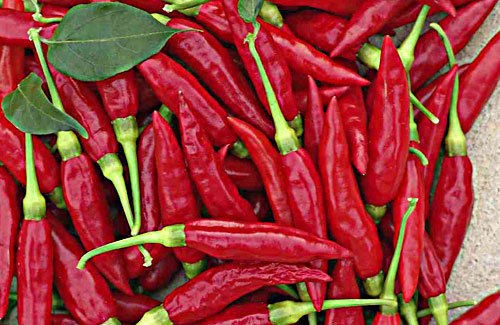 Fresh Red Chilly