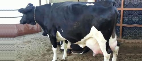 High Yield Jersey Cow