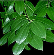 Multi Cinnamon Leaf Essential Oil