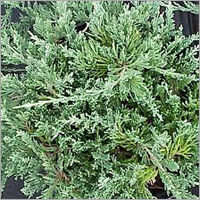 Juniper Cas No: 7631-86-9