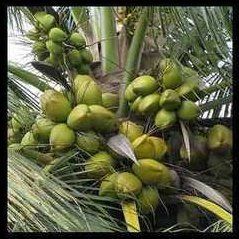 Green Tall Variety Coconut Seedlings