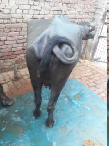 Black Dudharu Buffalo For Dairy