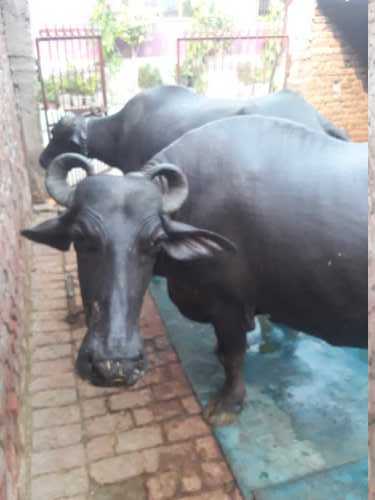 Murrah High Milk Yielding Buffalo