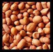 Best Price Ground Nuts