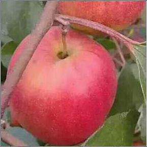 Sundari Red Apple Ber Plant 
