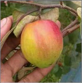 Thai Kasmiri Apple Ber Plant