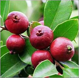 Thai Stabari Guava Plant Size: Various Sizes Are Available