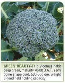 Broccoli Seeds For Agriculture