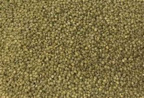 Green Non Harmful Browntop Millet