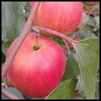 Red Sundori Apple Ber Plant