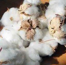 White Industrial Raw Cotton Bale