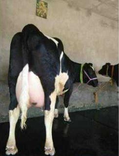 Dairy Use HF Cow