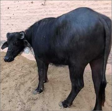 Murrha Heifer Buffalo