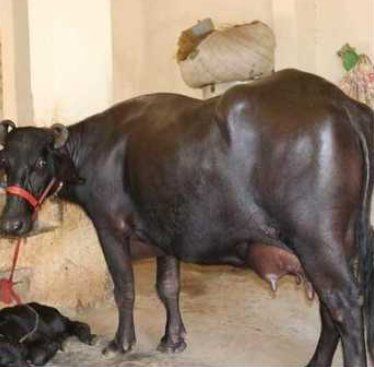 First Lactation Murrah Buffalo