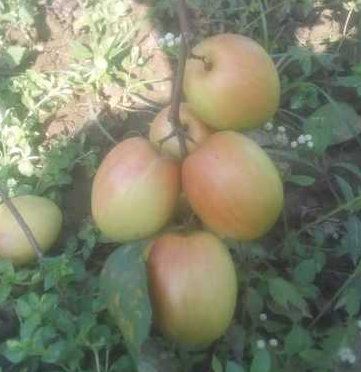 Red Round Kashmiri Sindoori Apple Berry