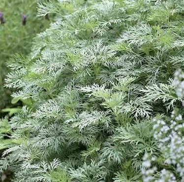 Artemisia Annua Medicinal Plant