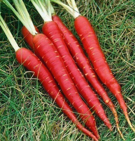 Farm Fresh Red Carrot