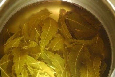 Natural Herbal Neem Extract