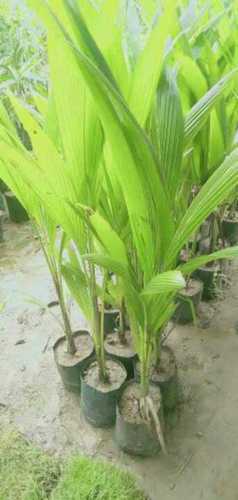 High Grade Coconut Plant