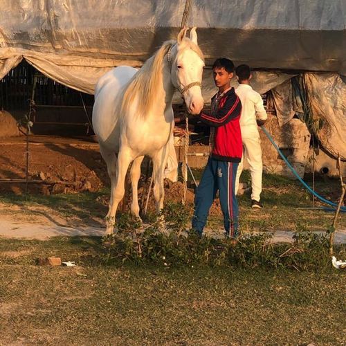 Spotless White Mare Nukri