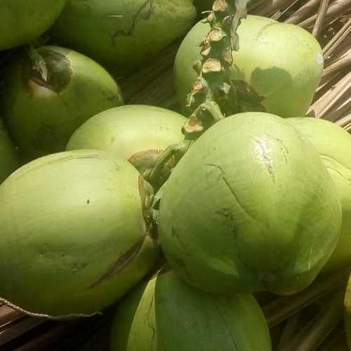 Green Fresh And Natural Tender Coconuts