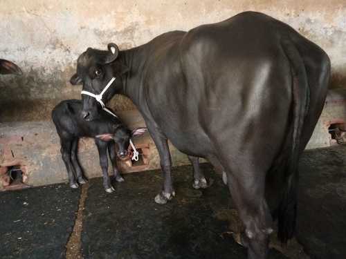 Healthy And Fit Murrah Buffalo For Dairy Purpose