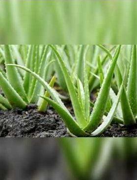 Natural Herbal Green Aloevera Grade: Medicine