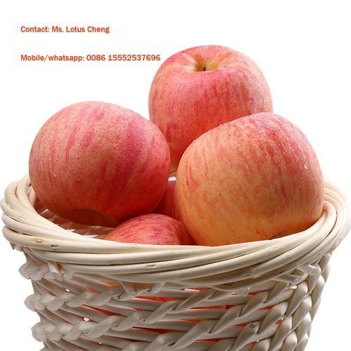 https://tiimg.tistatic.com/fp/2/006/173/chinese-fresh-fuji-apple-464.jpg