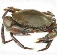 Highly Nutritional Mud Crab