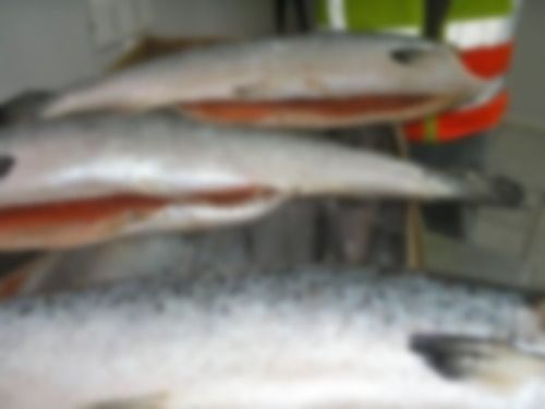 Frozen Salmon Fish (250g)