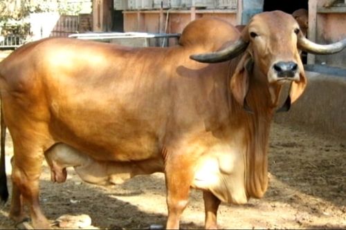 Gir Cow For Forming