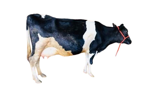 महाराष्ट्र में ब्लैक एंड व्हाइट एचएफ गाय सप्लायर