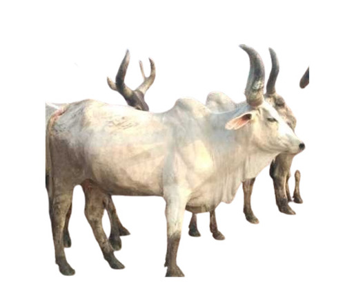 Indian Kankrej Cow - Color: White