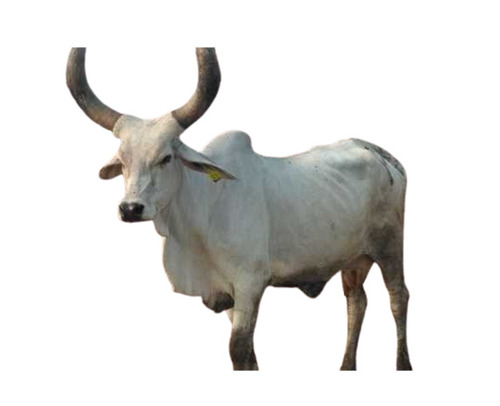 Pure Kankrej Cow - Color: White