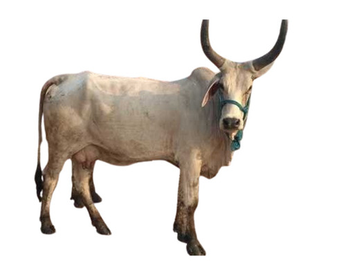 White Kankrej Cow - Gender: Female