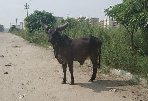 Adult Dark Brown Kankrej Cow Gender: Female