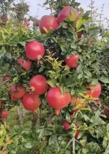 Common Fresh And Delicious Red Pomegranates