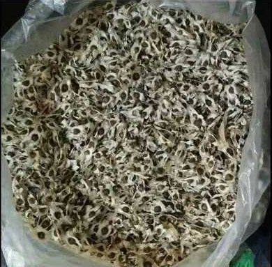 Natural Dried Moringa Seeds