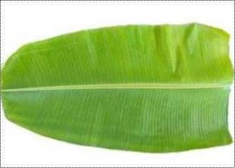 Water Proof Banana Leaf
