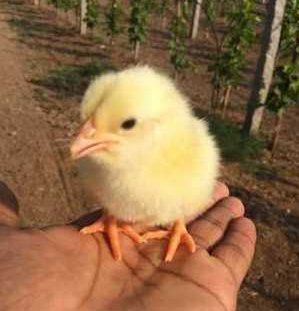 Yellow Cobb Day Old Broiler Chicks