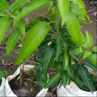 Fresh Mango Plant For Nursery