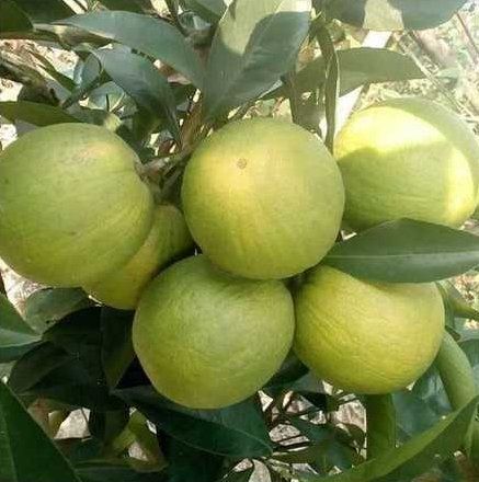 Mousombi Malta Lemon Plant