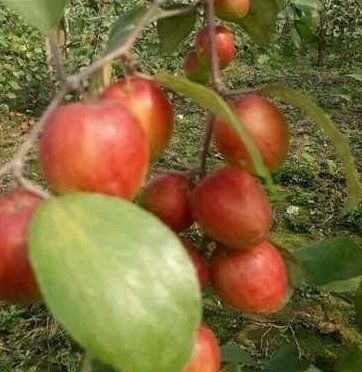 Round Red Apple Ber Plant